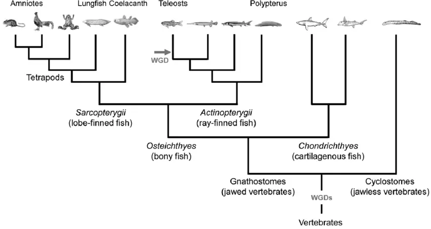 Vertebrate phylogenetic tree