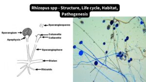 Rhizopus spp - Structure, Life cycle, Habitat, Pathogenesis