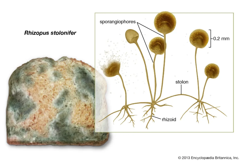 Rhizopus stolonifer growing on bread (left), with enlargement showing the stolon, rhizoids, and sporangiophores.