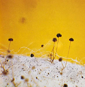 Rhizopus stolonifer, a species of bread mold, produces sporangia that bear sporangiospores (asexual spores).
