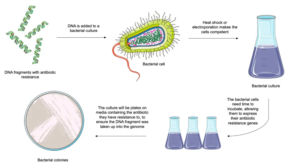 An overview of how bacterial transformation works