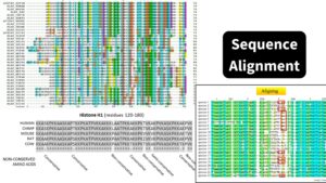 Sequence Alignment - Definition, Types, Tools, Applications