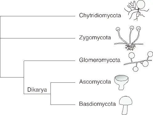 Simplified Fungal Phylogenetic Tree