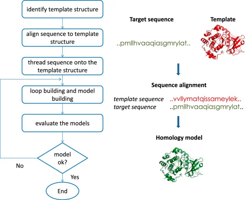 Steps in homology model building process.