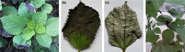 Symptoms of ramie black leaf spot caused by Alternaria alternata. (a) Symptoms on whole plant in field; (b, c) symptoms on adaxial and abaxial surface of a single leaf in field; (d) symptoms induced by artificial inoculation of isolate YJ1 (A. alternaria) in glasshouse.
