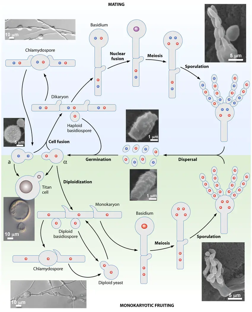 Life Cycle of Cryptococcus neoformans