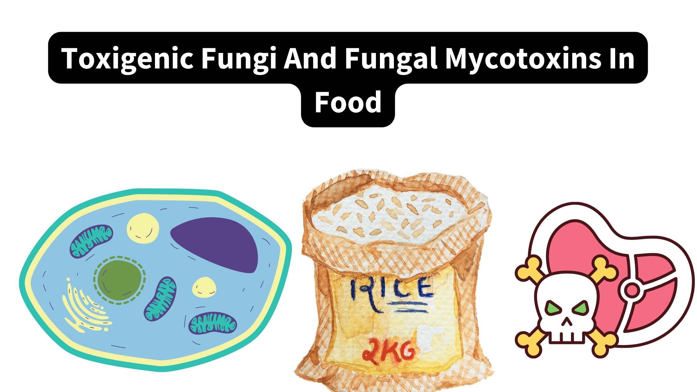 Toxigenic Fungi And Fungal Mycotoxins In Food