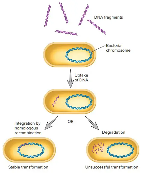 Transformation with DNA fragments