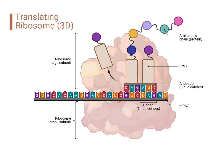 Translating Ribosome (3D)