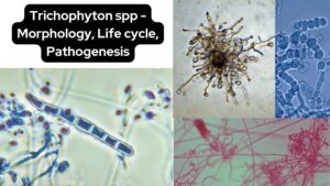 Trichophyton spp - Morphology, Life cycle, Pathogenesis