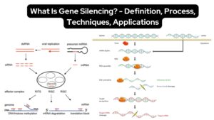 What Is Gene Silencing? - Definition, Process, Techniques, Applications