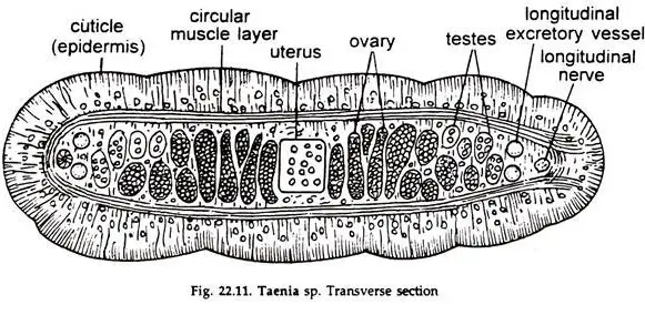Body Wall of Taenia Solium