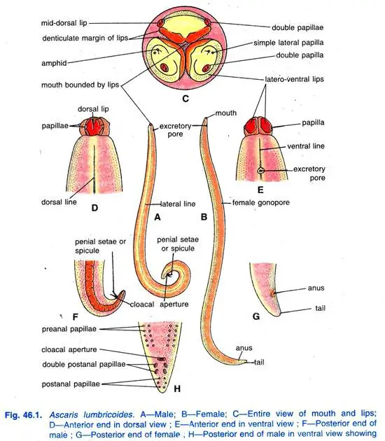 External Morphology of Ascaris lumbricoides