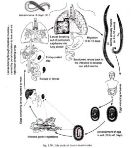 Life cycle of Ascaris Lumbricoides