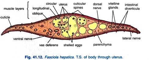 Female Reproductive System of Fasciola Hepatica