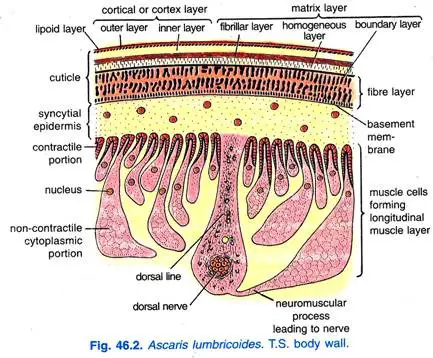 Body Wall of Ascaris Lumbricoides