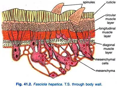 Body Wall of Fasciola Hepatica