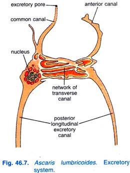 Excretory System of Ascaris