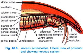 Nervous System of Ascaris Lumbricoides