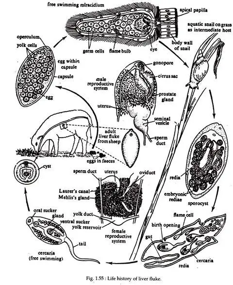 Life Cycle of Fasciola Hepatica