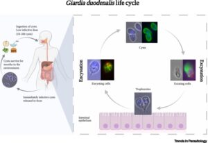 Giardia duodenalis (Giardia lamblia or Giardia intestinalis)