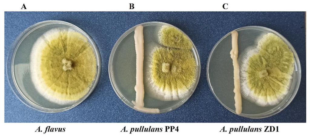 Growth inhibition of A. flavus caused by two yeast strains A. pullulans PP4 and A. pullulans ZD1 after 7 days of incubation at 28 °C on malt extract agar; (A)—A. flavus as a control; (B)—a dual culture of A. flavus and A. pullulans PP4; and (C)—a dual culture of A. flavus and A. pullulans ZD1.