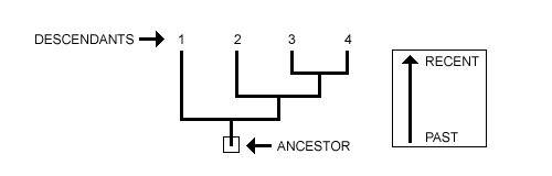 How to Read a Phylogenetic Tree?