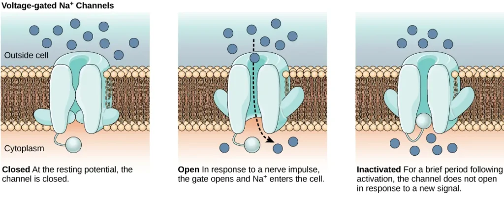 Voltage-gated ion channels open in response to changes in membrane voltage. After activation, they become inactivated for a brief period and will no longer open in response to a signal.