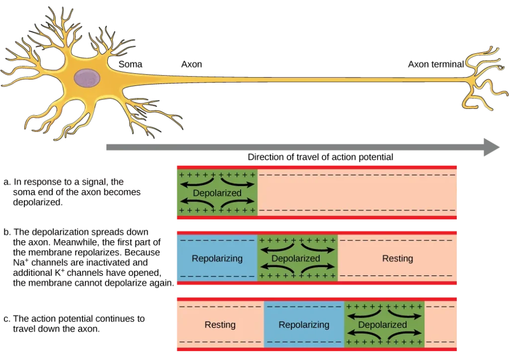 The action potential is conducted down the axon as the axon membrane depolarizes, then repolarizes.