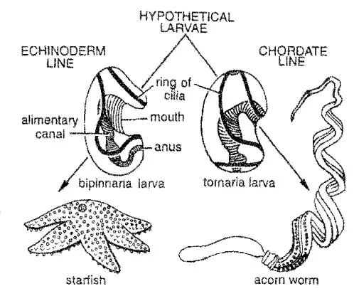 Origin of Chordates - Dipleurula concept, Echinoderm theory