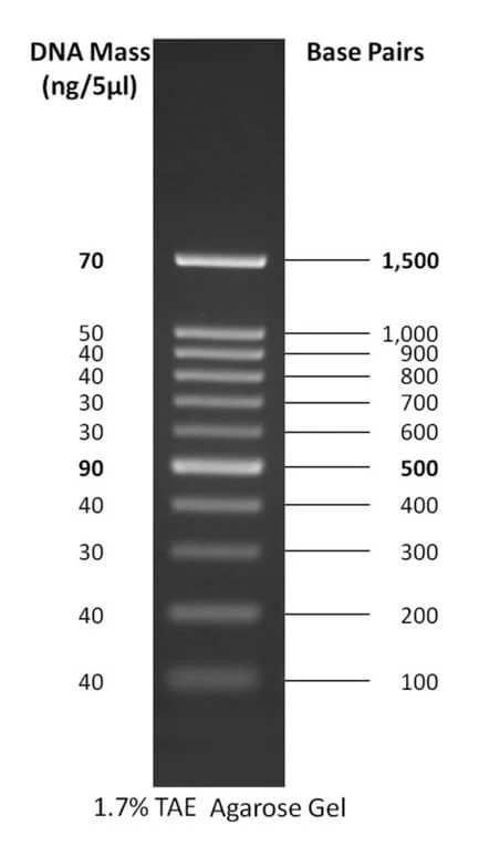 100 bp DNA ladder