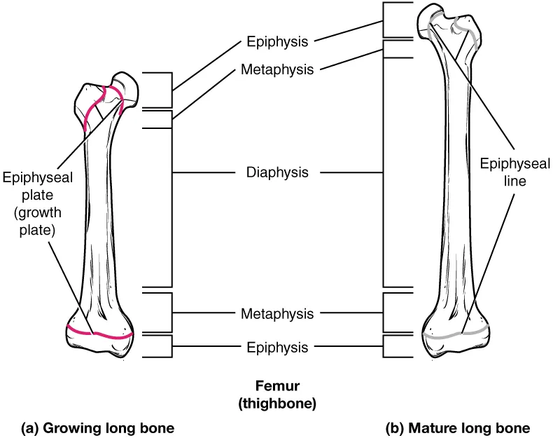 Progression from Epiphyseal Plate to Epiphyseal Line