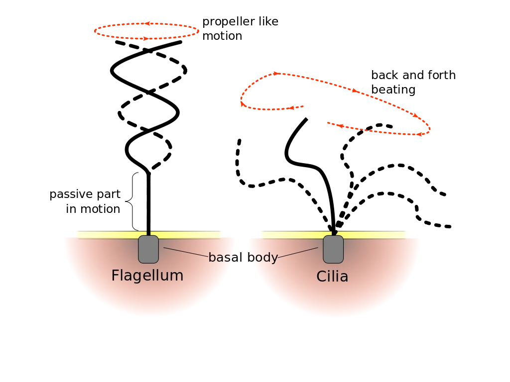 Difference of beating pattern of flagellum and cilium