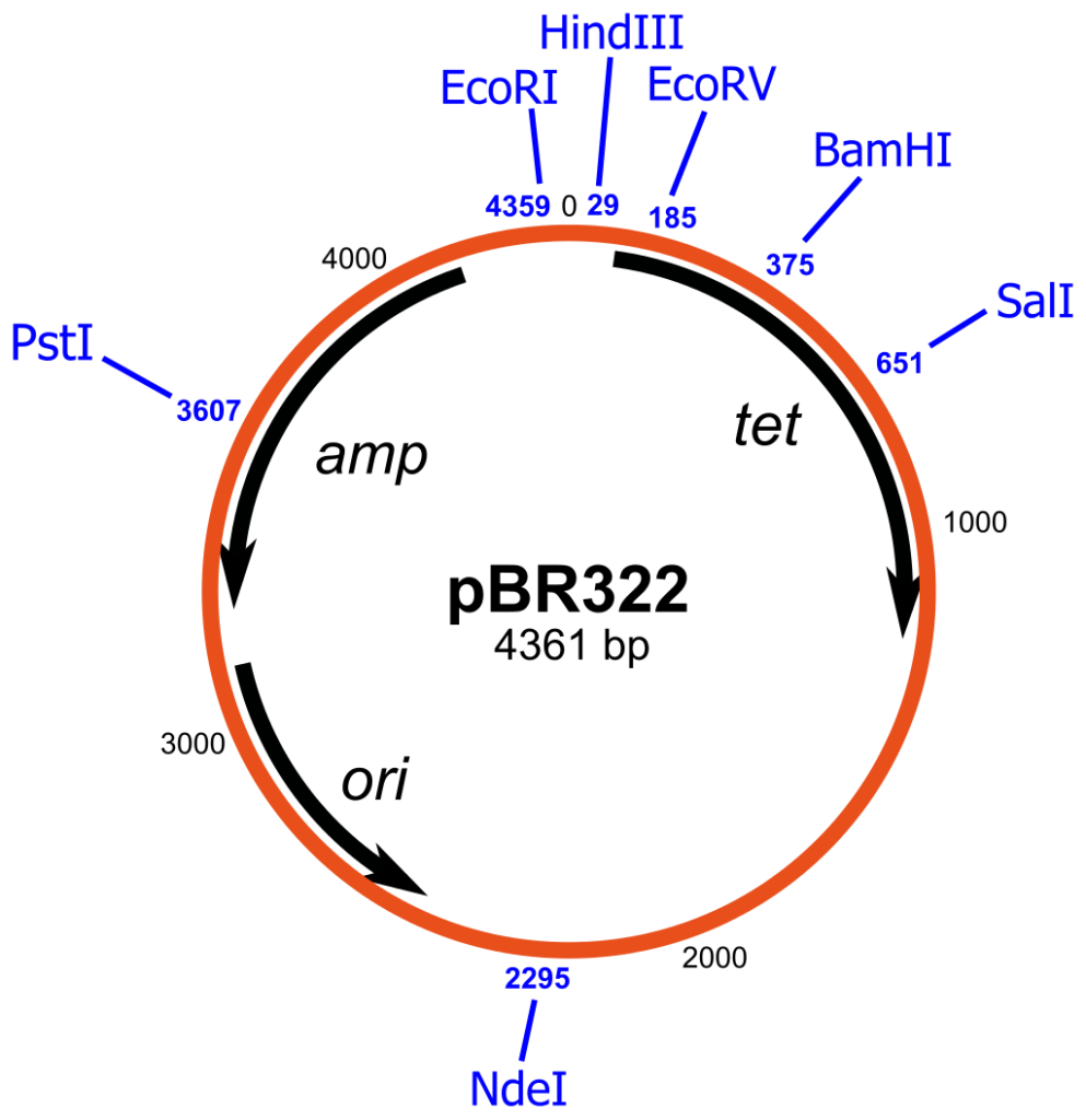 A schematic representation of the pBR322 vector with restriction sites