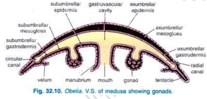 Morphology of A Medusa