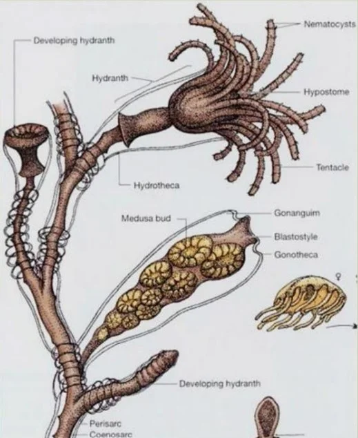 Sexual Reproduction – Medusa