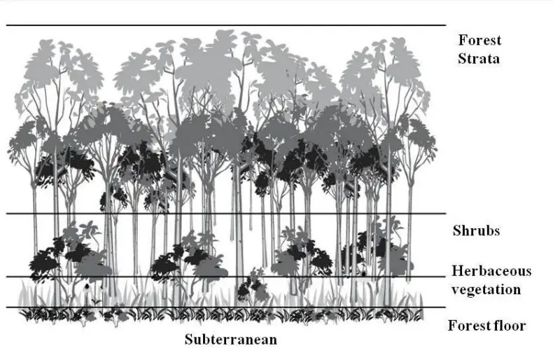  Vertical Stratification in a forest community