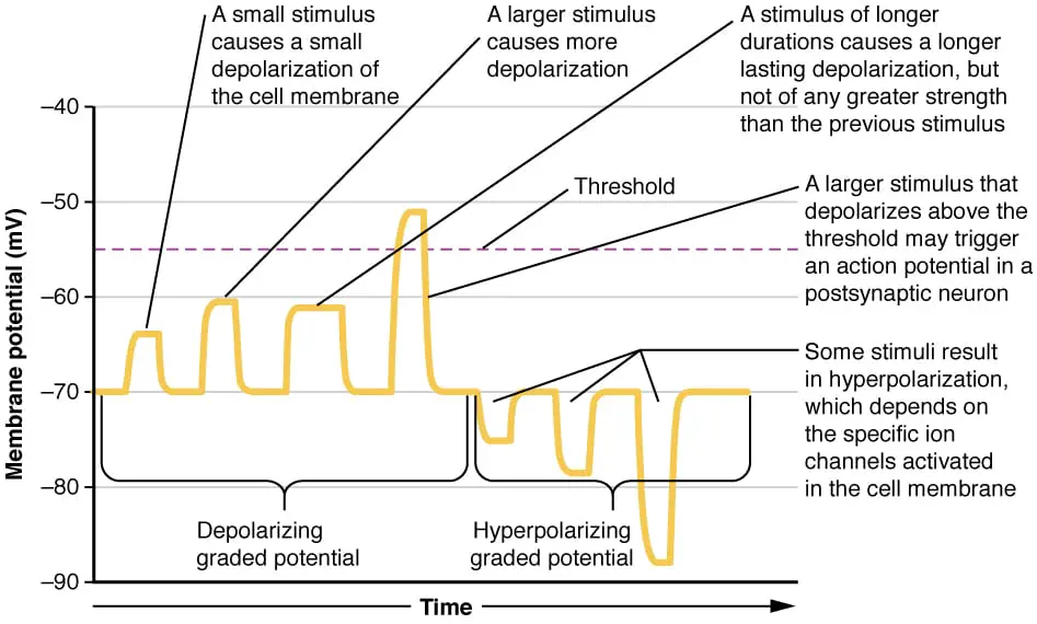 Graded potentials are temporary changes in the membrane voltage, the characteristics of which depend on the size of the stimulus. Some types of stimuli cause depolarization of the membrane, whereas others cause hyperpolarization. It depends on the specific ion channels that are activated in the cell membrane. Image credit: OpenStax Anatomy & Physiology

