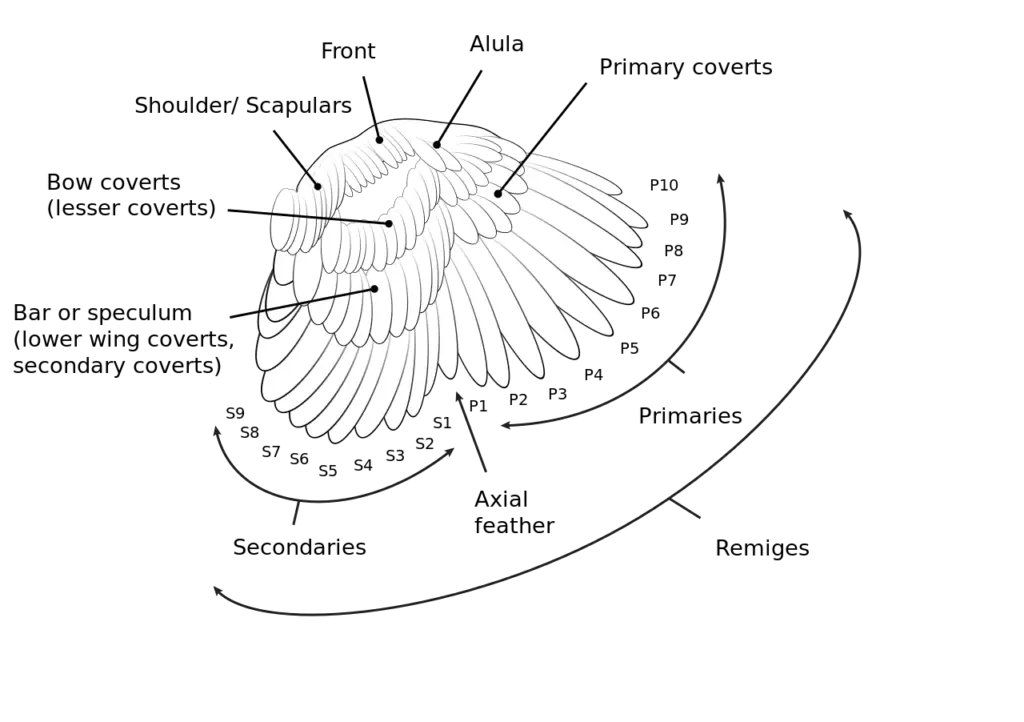 Diagram of the wing of a chicken