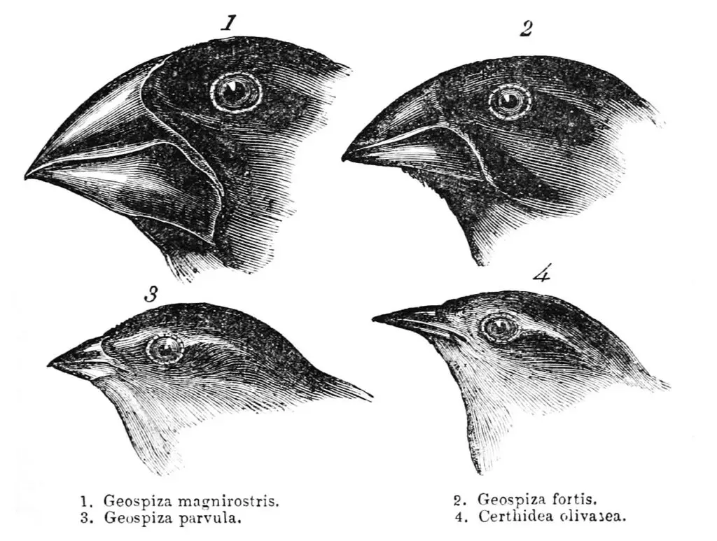 Darwin's finches or Galapagos finches