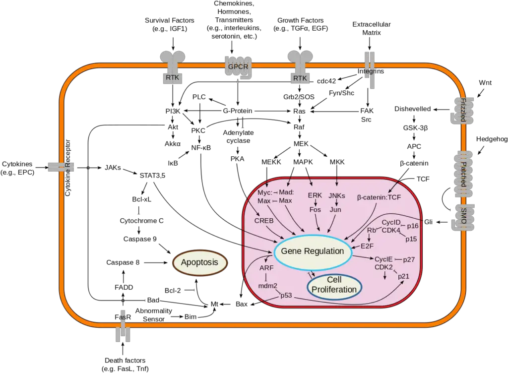 Simplified representation of major signal transduction pathways in mammals.