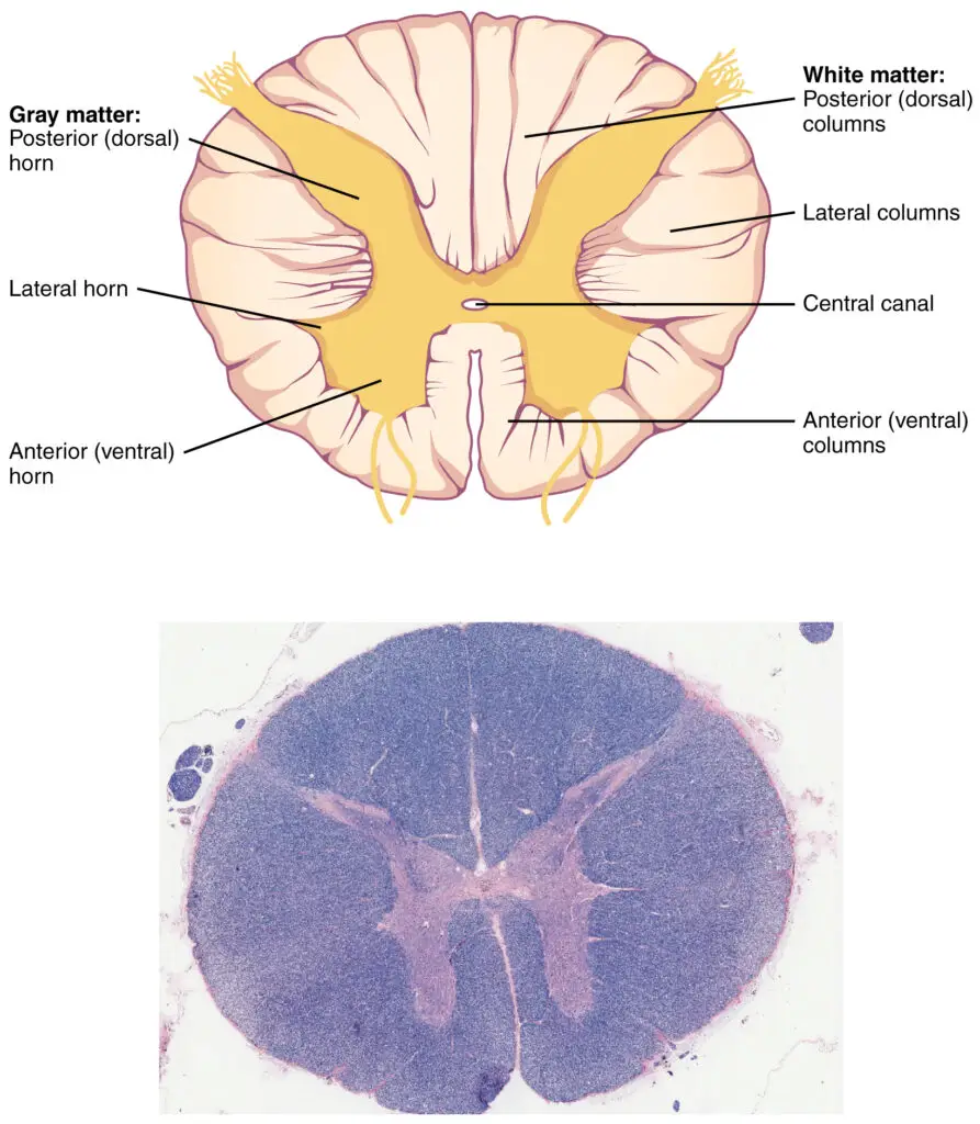 Cross-section of Spinal Cord