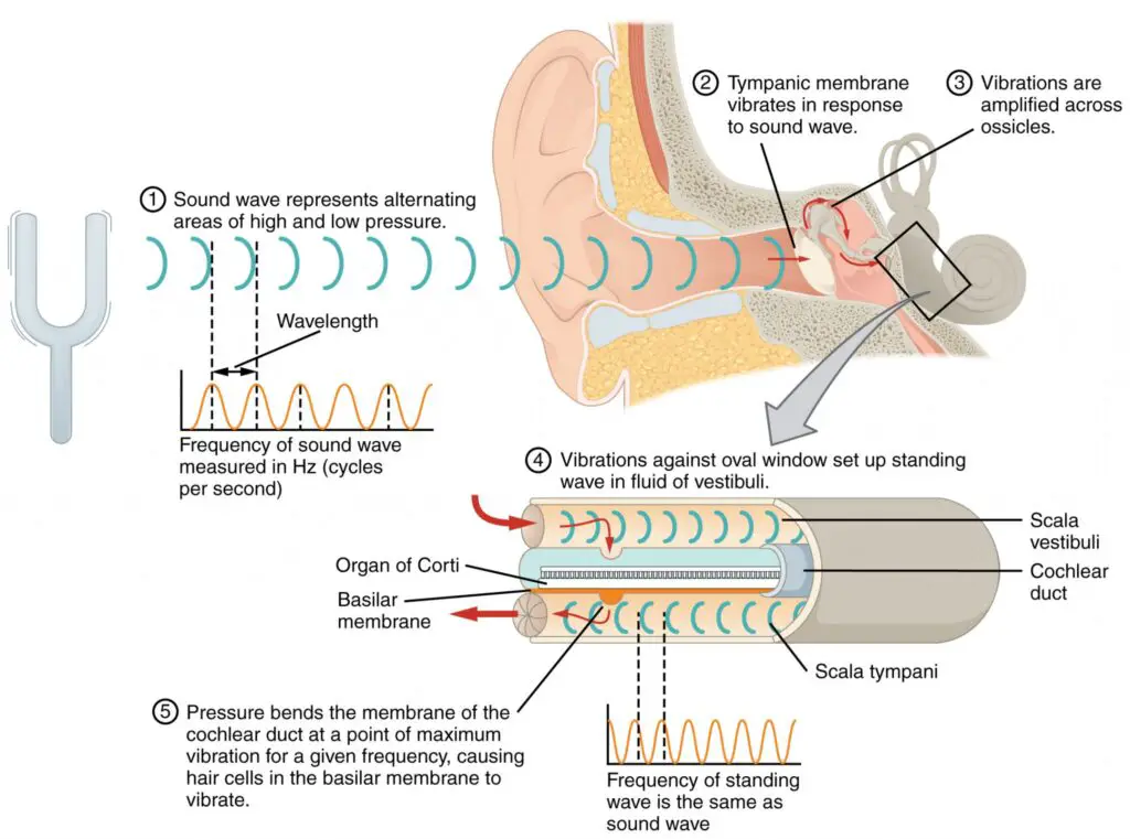 Transmission of Sound Waves to Cochlea