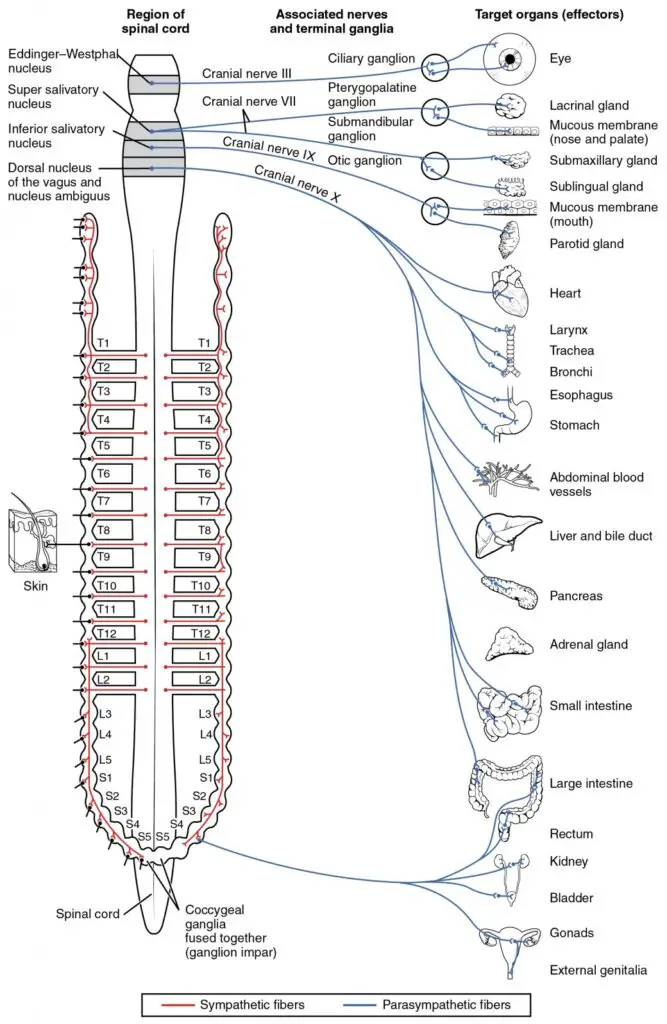 Connections of Parasympathetic Division of the Autonomic Nervous System
