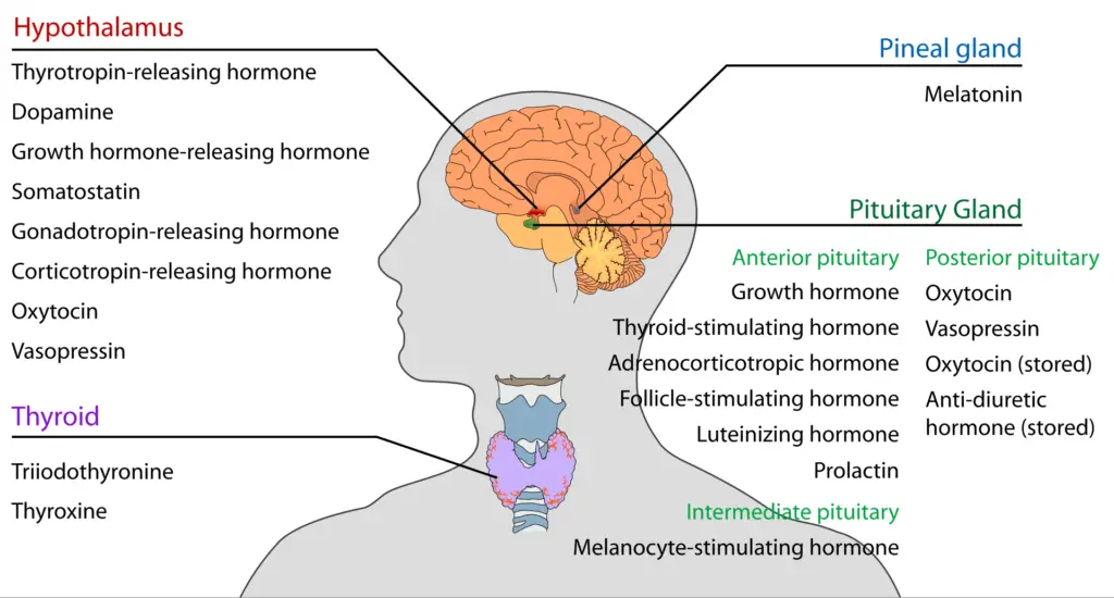 Endocrine glands in the human head and neck and their hormones