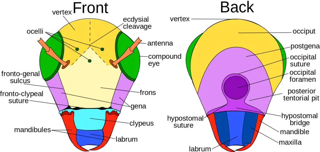 diagram of an insect head, showing front and back