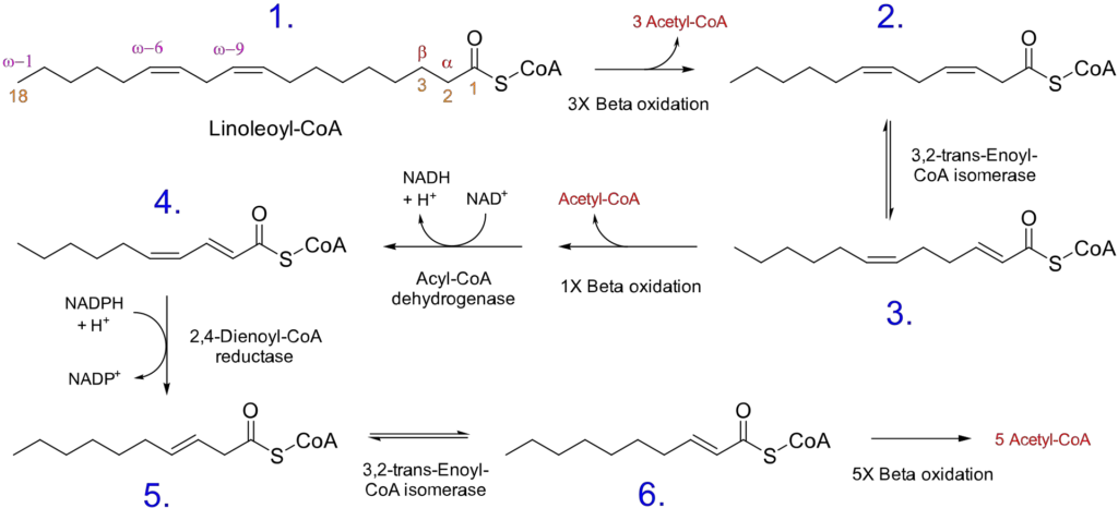 Complete beta oxidation of linoleic acid (an unsaturated fatty acid).