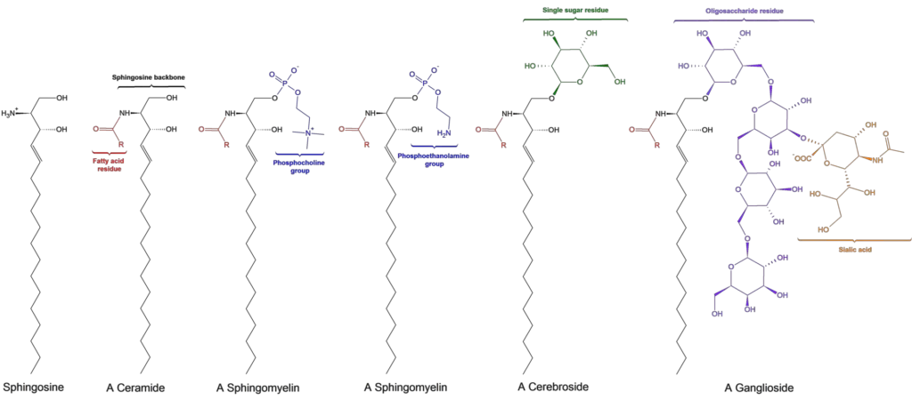 General structures of sphingolipids