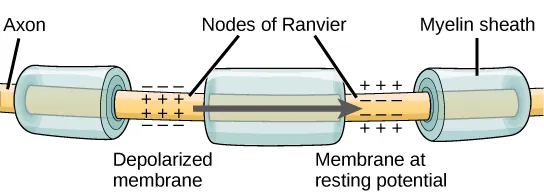 Nodes of Ranvier are gaps in myelin coverage along axons. Nodes contain voltage-gated K+ and Na+ channels. Action potentials travel down the axon by jumping from one node to the next.