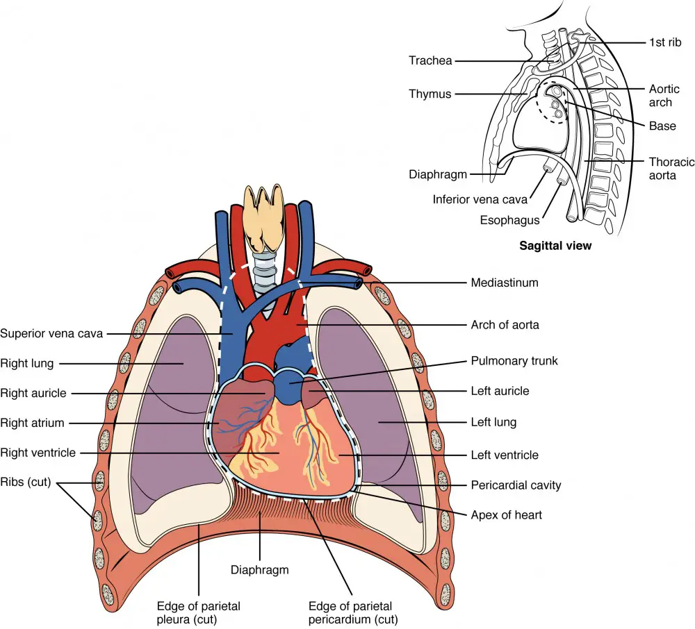 Location of the Heart

